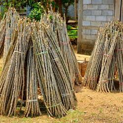 Maniokpflanzen, die für die nächste Ernte eingepflanzt werden