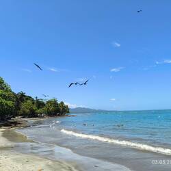 Die freien und streiten sich...Fregattvögel und Pelikane