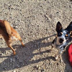 Gonzos neue Freundin