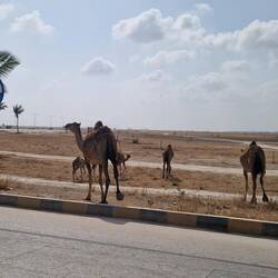 Immer queren Kamele die Straße
