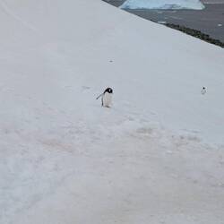 Even for a penguin negotiating the hill can be challenging