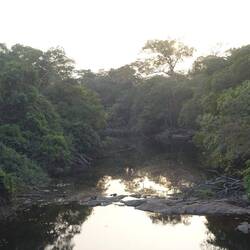 Ein üppig bewachsener Fluss