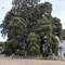 Arbol de Tule