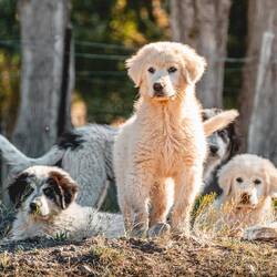 junge Herdenschutzhunde