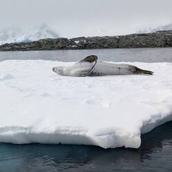 Leopard seal enjoying the sunshine