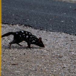 Quoll = Beutelmarder