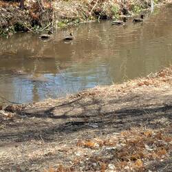 Ducks on the San Juan River