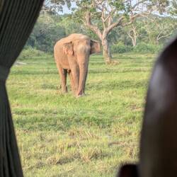 An elephant we passed enroute