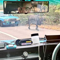 Taxistopper mit Hörnern - Gott (oder Buddha) sei Dank…