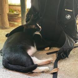 Gönd jede Tag i oises Local Thai Resti und das isch oise neui Kolleg ☺️😏