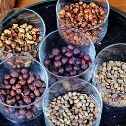 Kaffeebohnen in unterschiedlichen Stadien.