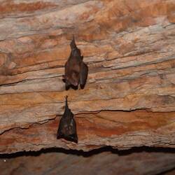 ...sondern nur noch Fledermäuse...