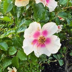 Lady Norwood's Rose Garden