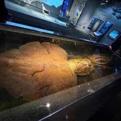 Giant Squid