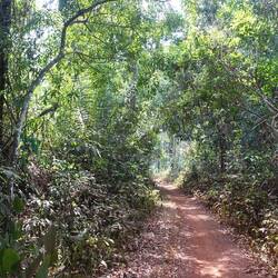 Kein Vergleich zum Gola-Forest, aber der Wald hier ist schon recht dicht und üppig
