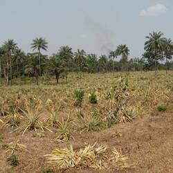 Ein riesiges Ananasfeld, leider ohne Früchte