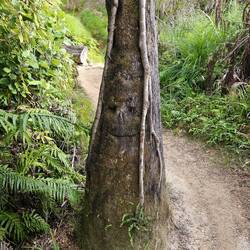 Visage sculpté sur fougère arborescente coiffée par un hêtre ^^
