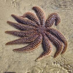 Étoile de mer plus grande que ma main