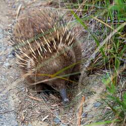 Meist sieht man nur das Hinterteil, der Rest steckt im Boden...😅