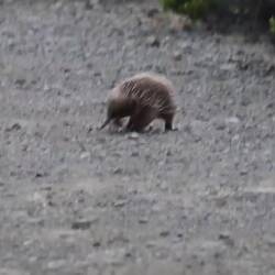 Einfach zu witzig, diese Dinger