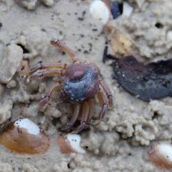 Der ganze Strand war von diesen Herrschaften bevölkert.😅