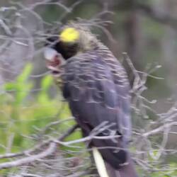 Leider wackelig (war sehr weit weg), aber diese Geräusche🥹🦜🦜🦜 Glück gehabt!