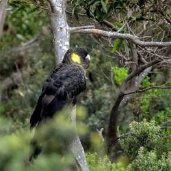 Letzte Tagesgäste.... Gelbohr-Rabenkakadus! Und sehr schüchtern.🙈