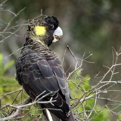 Erwischt...📸😀 Eine der größten Kakadu-Arten, bis zu 65 cm..