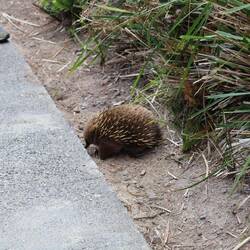 Echidna am Wegesrand