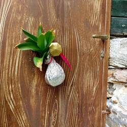 Neujahrsbrauch. Meereszwiebel an der Tür. Soll Glück bringen