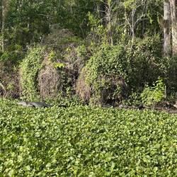 Mama and her three babies (Alligators.)