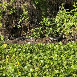 I went back to get another shot, but mama dove and there were only two babies left