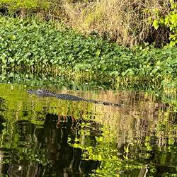 Another gator. This one was rather pretty with darker skin.