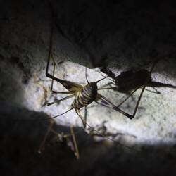 ...gibt es mal wieder unglaublich viele Insekten