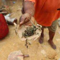 ...und wildes Marihuana angeboten