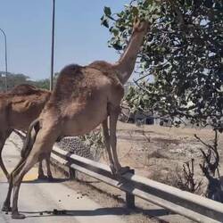 Hungrigen Kamele am Straßenrand