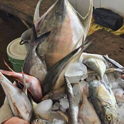 ... gibt es kleine und große Fische.