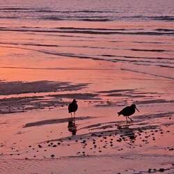 Couple de Huitriers variables dans un environnement enchanteur