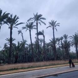 Viele, viele Palmen überall🌴🌴🌴🌴