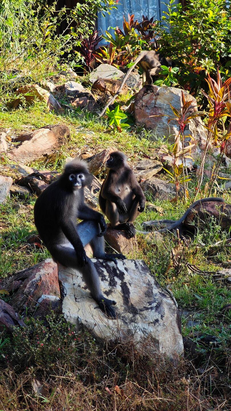 Südlicher Brillenlangur