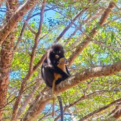 Südlicher Brillenlangur mit Nachwuchs