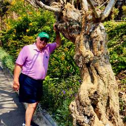 Paul found a very interesting tree