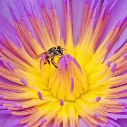 ... auch die winzigen Bienen.