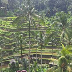 Tegalalang Rice Terrace
