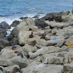 A roadside stop had more seals!