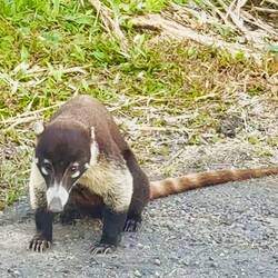 Ein Nasenbär am Straßenrand - so süß