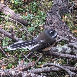 Fantail / Pikawakawa