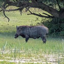 Wild boar