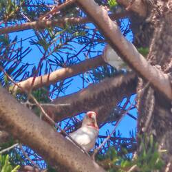 Papageien gibt es in Weiß und Bunt