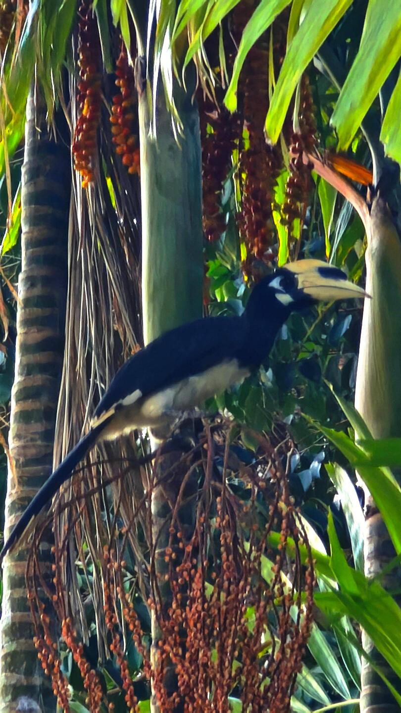 Orienthornvogel